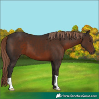 Horse Color:Liver Chestnut 