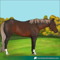 Horse Color:Liver Chestnut 