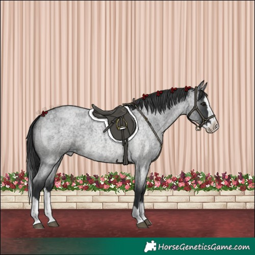 Horse Color:Blue Roan Splash 