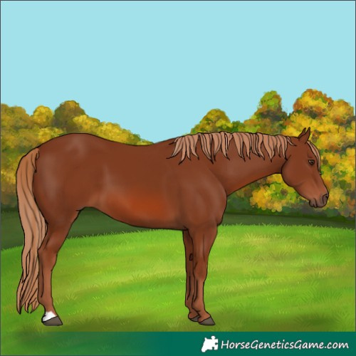 Horse Color:Chestnut 