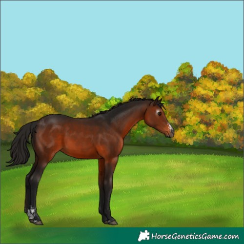 Horse Color:Gray Bay Sabino 