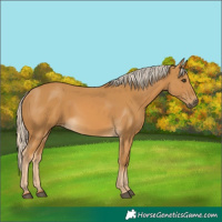 Horse Color:Palomino 
