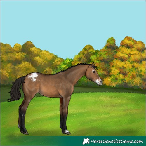 Horse Color:Gray Bay Dun Sabino Appaloosa 