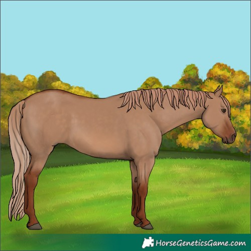 Horse Color:Red Dun 