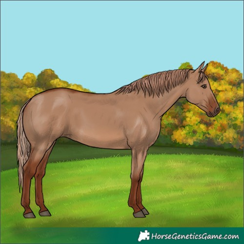 Horse Color:Red Dun 