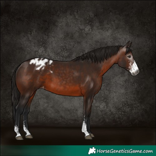 Horse Color:Gray Bay Sabino Appaloosa 