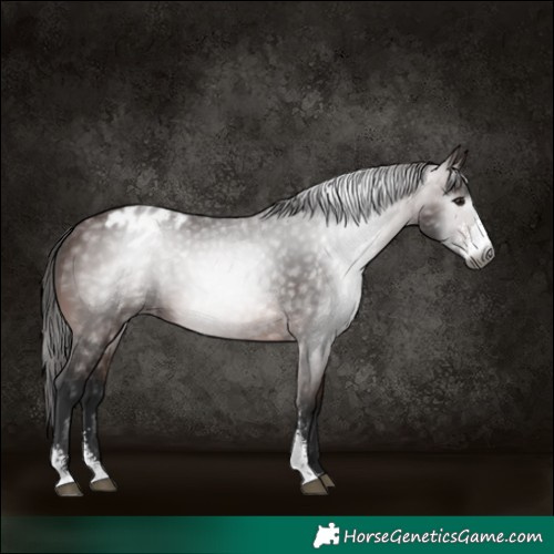 Horse Color:Gray Bay Sabino Appaloosa 