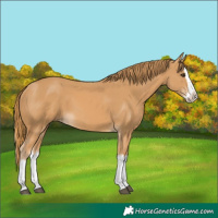 Horse Color:Chestnut Splash 