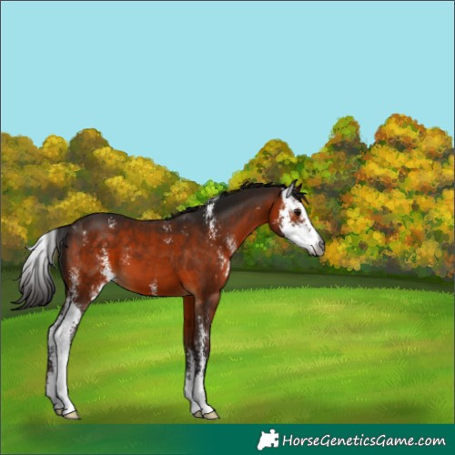 Horse Color:Gray Bay Sabino 