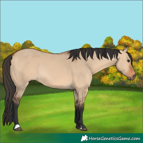 Horse Color:Bay Dun Rabicano 
