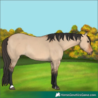 Horse Color:Bay Dun Rabicano 