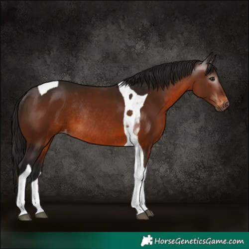 Horse Color:Gray Bay Tobiano Appaloosa Rabicano 