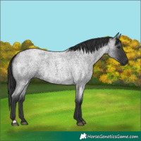 Horse Color:Blue Roan Rabicano 