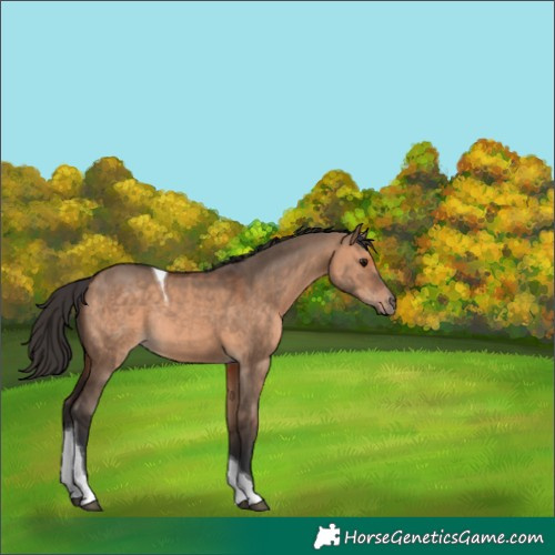 Horse Color:Brown Dun Tobiano Rabicano 