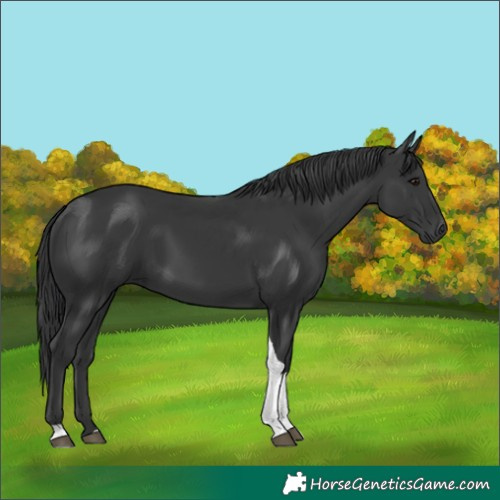 Horse Color:Black Tobiano Rabicano 