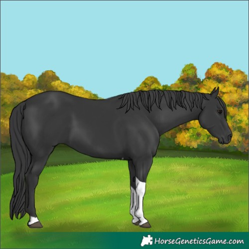 Horse Color:Black Tobiano Rabicano 