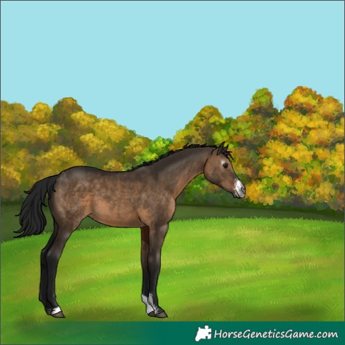 Horse Color:Gray Brown Dun Sabino Tobiano Rabicano 