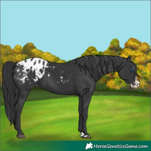 Horse Color:Black Splash Appaloosa 