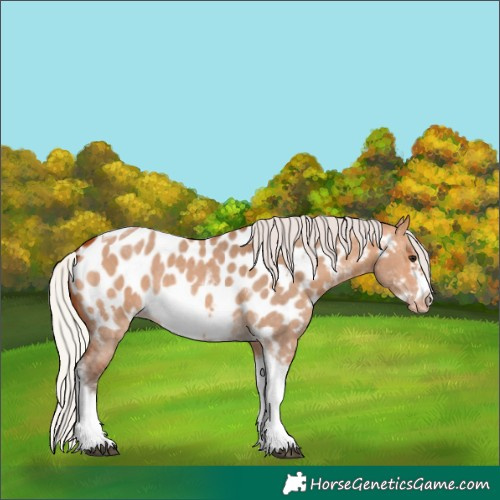 Horse Color:Silver Bay Dun Sabino Tobiano Frame Near Leopard Rabicano 