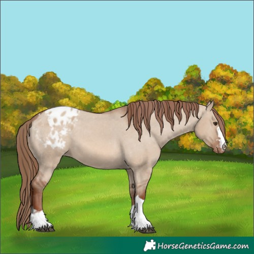 Horse Color:Red Dun Appaloosa 