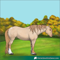 Horse Color:Red Dun Tobiano Appaloosa 