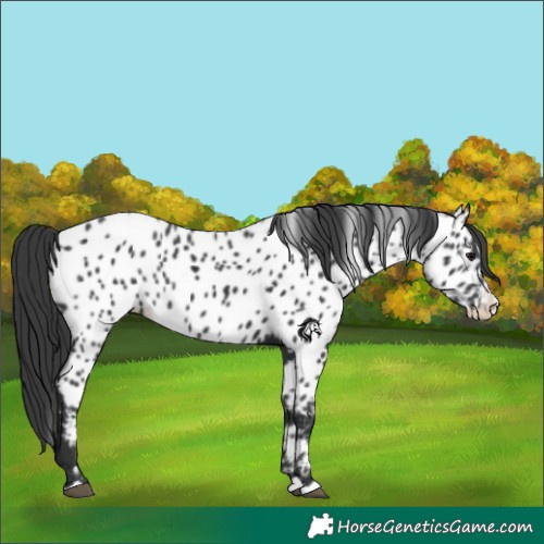 Horse Color:Black Splash Appaloosa 