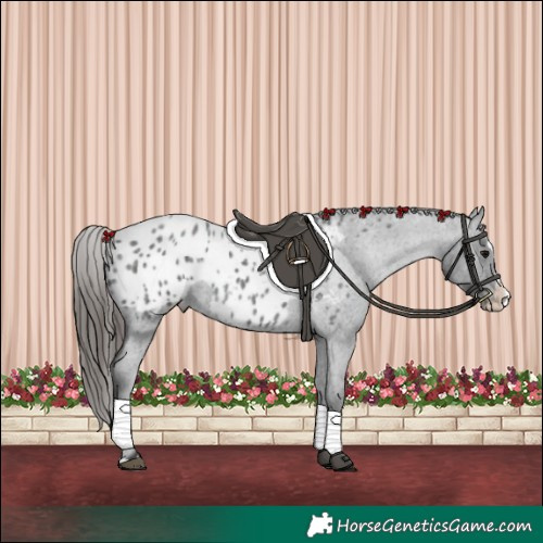 Horse Color:Blue Roan Splash Appaloosa