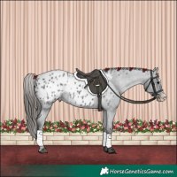 Horse Color:Blue Roan Splash Appaloosa 