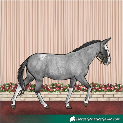 Horse Color:Blue Roan Splash Appaloosa 