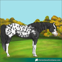 Horse Color:Black Splash Blanket 