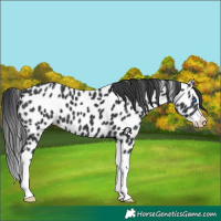 Horse Color:Black Splash Leopard