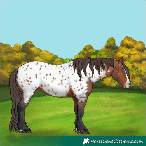 Horse Color:Bay Splash Near Leopard 