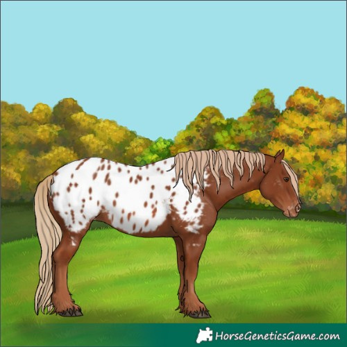 Horse Color:Chestnut Near Leopard 