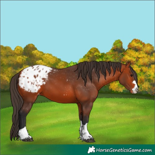 Horse Color:Bay Appaloosa 
