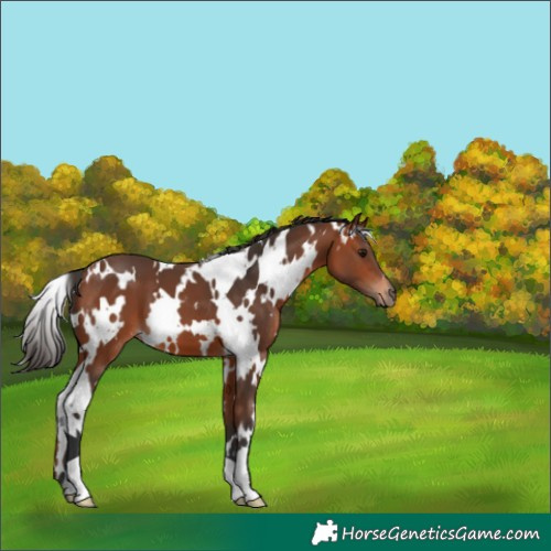 Horse Color:White Spotted Bay 