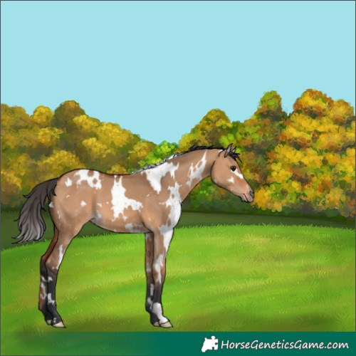 Horse Color:White Spotted Bay Dun