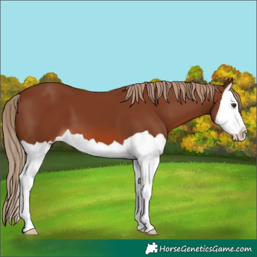 Horse Color:Chestnut Splash 