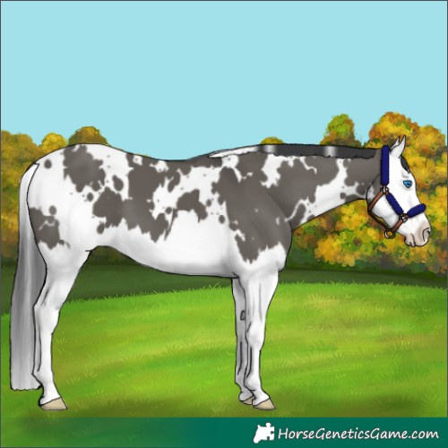 Horse Color:White Spotted Grullo Splash 