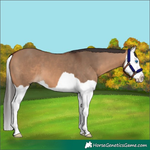Horse Color:Bay Dun Splash 