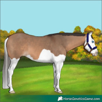 Horse Color:Bay Dun Splash 