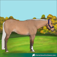 Horse Color:Silver Bay Dun