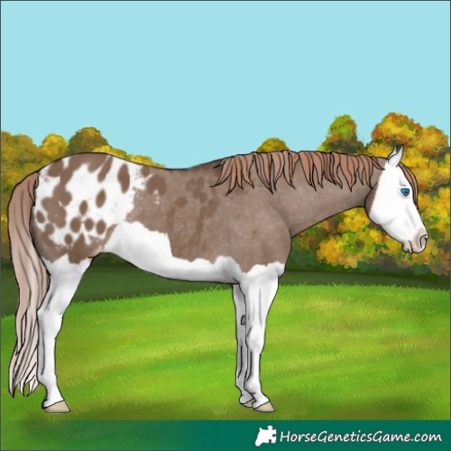 Horse Color:Liver Red Dun Splash Appaloosa
