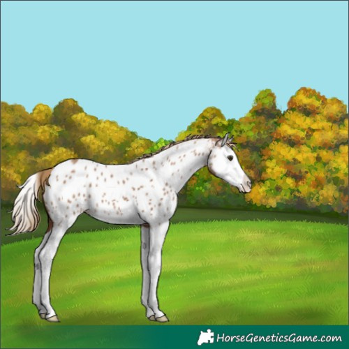 Horse Color:Red Dun Splash Appaloosa