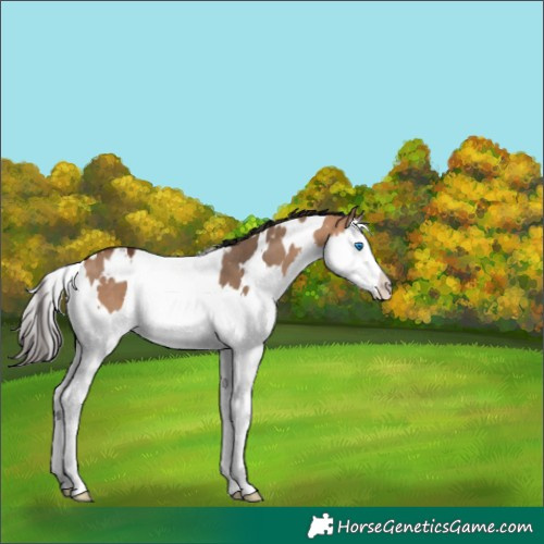 Horse Color:White Spotted Bay Dun Splash 