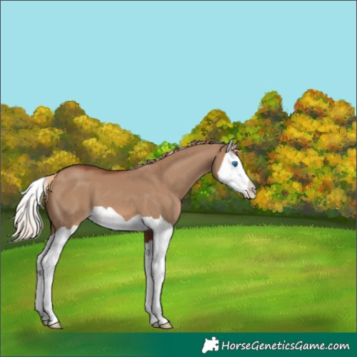 Horse Color:Red Dun Splash