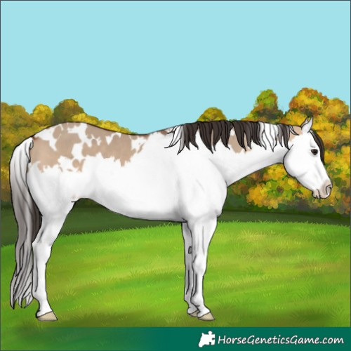 Horse Color:White Spotted Bay Dun Splash 