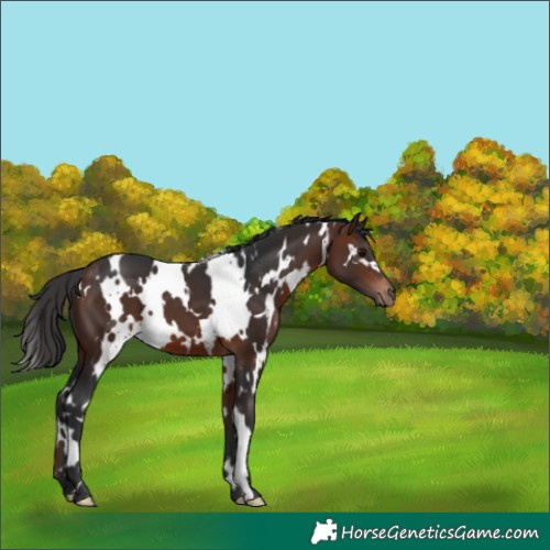 Horse Color:White Spotted Bay