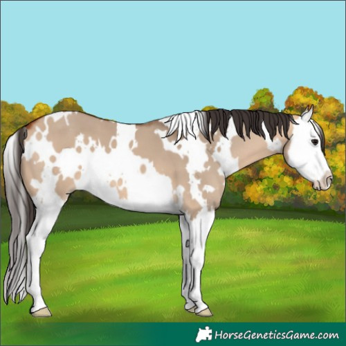 Horse Color:White Spotted Bay Dun Splash