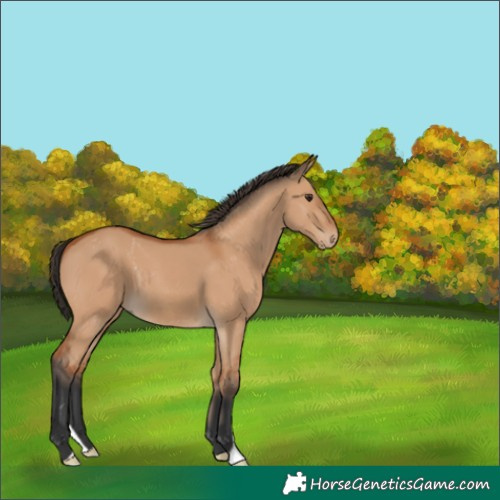 Horse Color:Bay Dun 