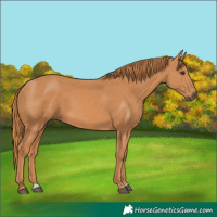 Horse Color:Chestnut 